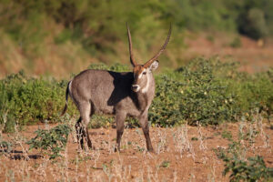 Waterbuck