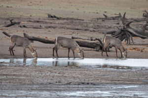 Waterbuck