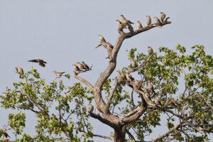 Wattled Starling