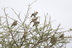 Wattled Starling