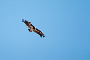 White Headed Vulture