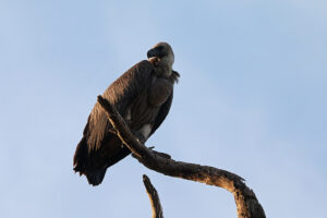 White backed Vulture