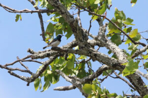 White bellied Sunbird