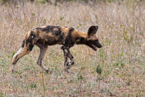 Wild Dog