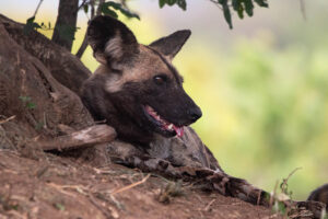 Wild Dog