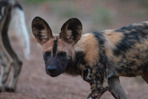 Wild Dog