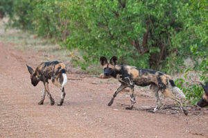 Wild Dog