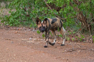 Wild Dog