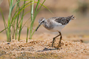 Wood Sandpiper