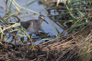 Wood Sandpiper