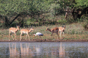 Yellow Billed Stork