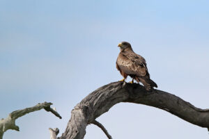 Yellow billed Kite