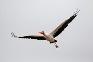 Yellow billed Stork