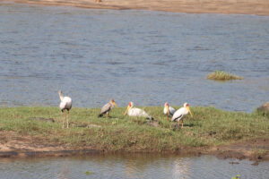 Yellow billed Stork