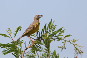 Yellow throated Longclaw