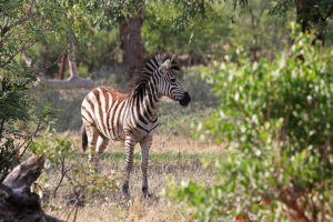 Zebra