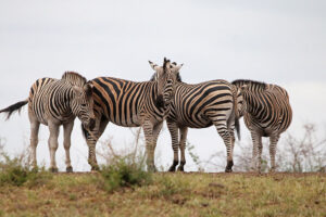 Zebras