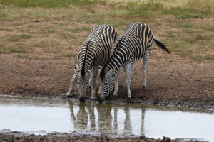 Zebras