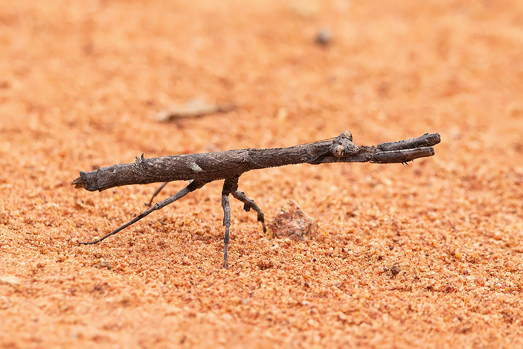 African Twig Mantid