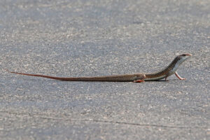 Black Lined Plated Lizard