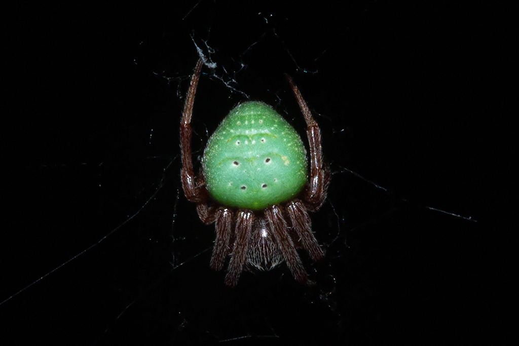 Green Pea Spider