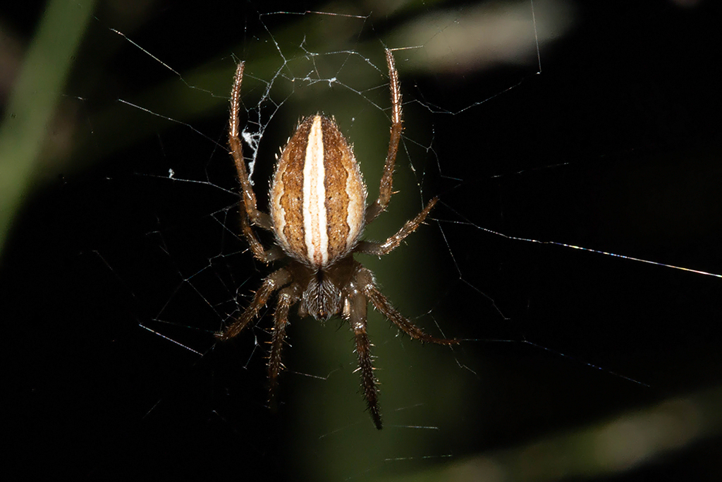 Kilima Grass Orb Web Spider