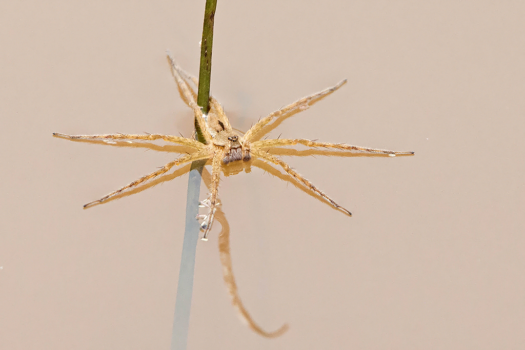 Nilus Fishing Spider