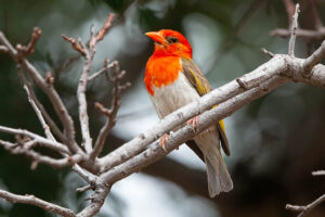 Red Headed Weaver