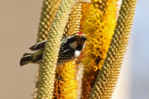 Acacia Pied Barbet