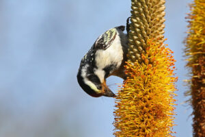 Acacia Pied Barbet