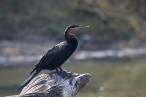 African Darter