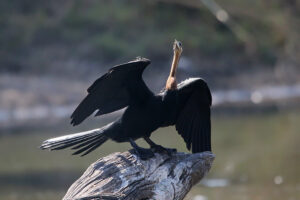 African Darter