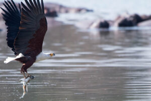 African Fish Eagle