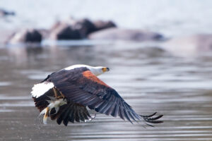 African Fish Eagle