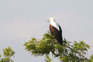 African Fish Eagle