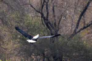 African Fish Eagle