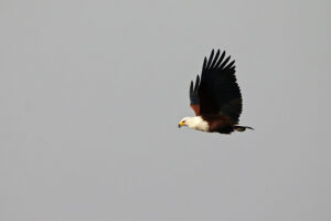 African Fish Eagle