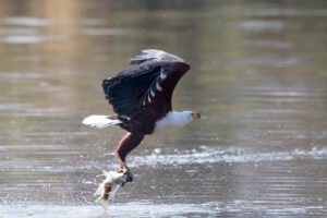 African Fish Eagle