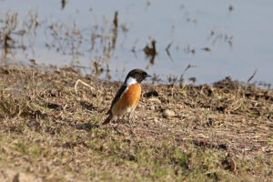 African Stonechat