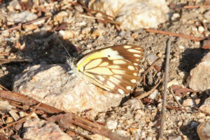 African Veined White