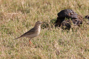 African pipit