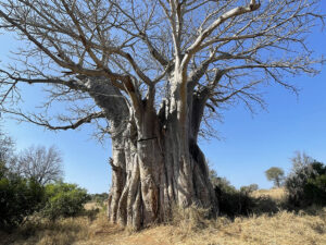 Baobab Tree