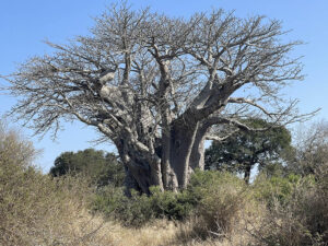 Baobab Tree