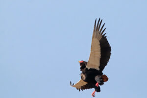 Bateleur