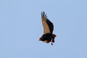 Bateleur