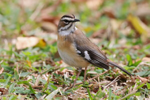 Bearded Scrub Robin