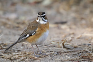 Bearded Scrub Robin