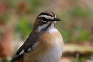 Bearded Scrub Robin