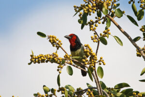 Black Collared Barbet