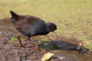 Black Crake